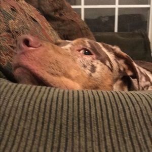 Meet your Posher, Shannon